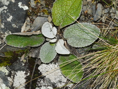 Brachyglottis lagopus