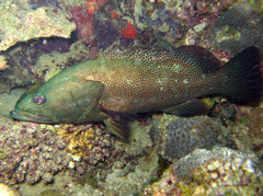 Anyperodon leucogrammicus