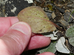 Brachyglottis lagopus