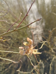 Hoffmannseggia aphylla