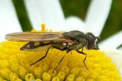 Platycheirus manicatus