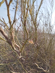 Hoffmannseggia aphylla