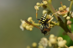 Polistes
