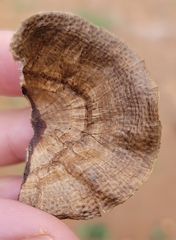 Hexagonia
