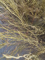 Hoffmannseggia aphylla