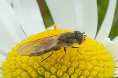 Platycheirus manicatus