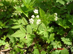 Osmorhiza longistylis