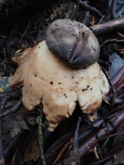 Geastrum fornicatum
