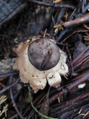 Geastrum fornicatum