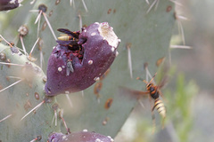 Polistes comanchus navajoe