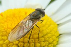 Platycheirus manicatus