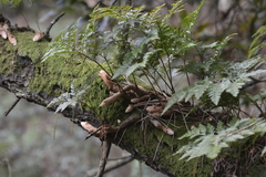 Davallia canariensis