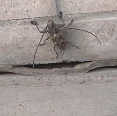 Steirastoma histrionicum