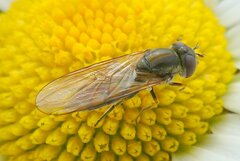 Platycheirus manicatus