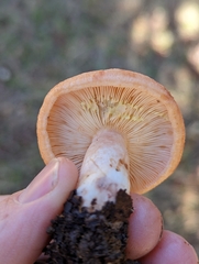 Lactarius xanthogalactus