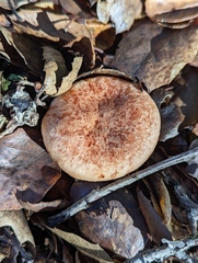 Lactarius xanthogalactus