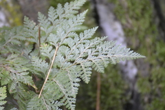 Davallia canariensis