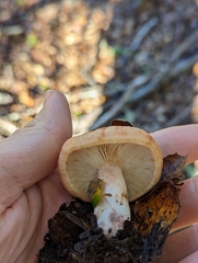 Lactarius xanthogalactus