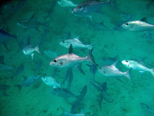 Largescale triggerfish (Canthidermis macrolepis) — Balistidae — 5
