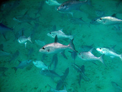 Canthidermis macrolepis