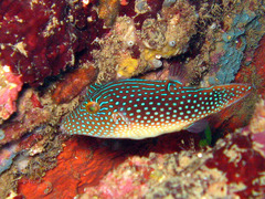Canthigaster