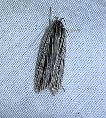 Leistarcha scitissimella