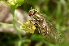 Platycheirus manicatus