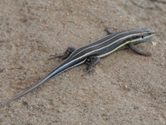 Trachylepis quinquetaeniata