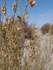 Hoffmannseggia aphylla