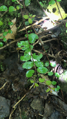 Metrosideros fulgens