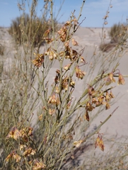 Hoffmannseggia aphylla