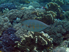 Flavocaranx bajad