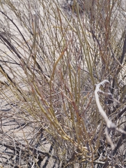 Hoffmannseggia aphylla