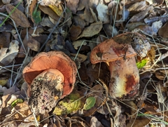 Rubroboletus eastwoodiae