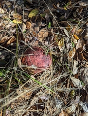 Rubroboletus eastwoodiae