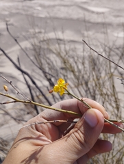 Hoffmannseggia aphylla