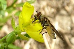 Platycheirus manicatus