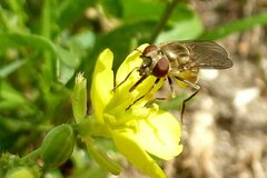 Platycheirus manicatus