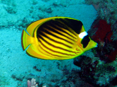 Chaetodon fasciatus
