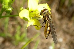 Platycheirus manicatus