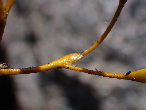 Image of Branching Rushiris (Bobartia paniculata) by (c) Ren Hoekstra, some rights reserved (CC BY)