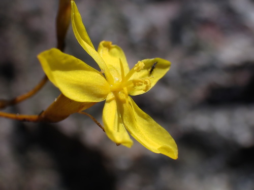 Image of Bobartia paniculata by (c) Ren Hoekstra, some rights reserved (CC BY)