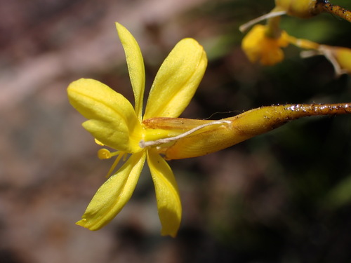 Image of Branching Rushiris (Bobartia paniculata) by (c) Ren Hoekstra, some rights reserved (CC BY)