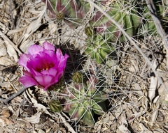 Echinocereus enneacanthus enneacanthus