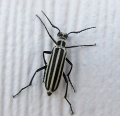 Epicauta atrivittata