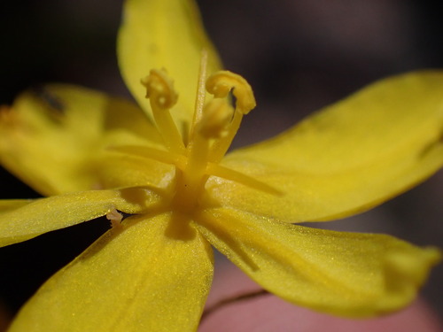 Branching Rushiris (Bobartia paniculata)