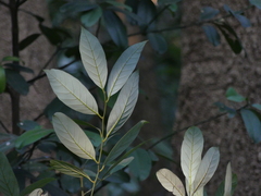 Cryptocarya wightiana