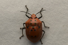 Augocoris
