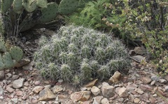 Echinocereus enneacanthus enneacanthus