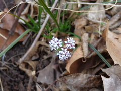 Erigenia bulbosa